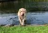 Trixie Dog Activity Aqua Toy MOT-Fun 9 cm Produktbild-Vorschau 5