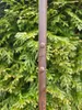 Gartenstecker Schale mit Ranke, dunkelbraun Produktbild-Vorschau 4