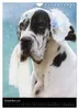 Faszination Deutsche Dogge (Wandkalender 2027 DIN A4 hoch), Produktbild-Vorschau 15