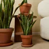 Bloomique - Sansevieria Laurentii - Język teściowej - Podgląd zdjęcia produktu 3