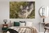 MuchoWow® Poster Eine Maine Coon-Katze im hohen Gras Produktbild-Vorschau 4