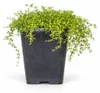 Thymus praecox "Albiflorus" - Tomillo de floración temprana Vista previa de la imagen del producto 1