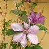 2 x Clematis hagley Hybrid (plamének) - sada 2 popínavých Náhled obrázku produktu 6