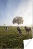 MuchoWow® Poster Kühe - Licht - Nebel 20x30 cm - Produktbild-Vorschau 1