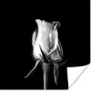 MuchoWow® Poster Rosen - Blumen - Schwarz - Weiß 50x50 cm - Produktbild-Vorschau 1