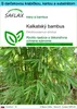 SAFLAX Darčeková sada - kalkatský bambus - Dendrocalamus Náhľad obrázku produktu 1