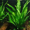 Aquarium Pflanze 3 Stück Microsorum pteropus  Wasserpflanze Produktbild-Vorschau 2