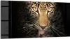 DEQORI Glasbild Echtglas 100x50 cm 'Schattenraubkatze' Produktbild-Vorschau 1