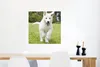 MuchoWow® Poster Ein weißer Deutscher Schäferhund Welpe Produktbild-Vorschau 5