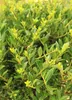 Japonský drieň Ilex crenata Rezané vetvičky 35 - 40 cm Náhľad obrázku produktu 5