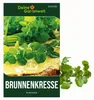 Brunnenkresse Kultivierte Samen - Nasturtium officinale - Produktbild-Vorschau 1