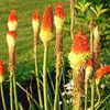 6 x Fackellilie  - Kniphofia uvaria 'Royal Castle'  | Topf Produktbild-Vorschau 2