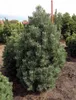 Bergkiefer ´COLUMNARIS´ 30-40 cm, Cont. 7,5 l Produktbild-Vorschau 3