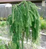 Japanische Lärche ´STIFF WEEPER´ auf Stamm 120 cm, Cont. 5 Produktbild-Vorschau 1