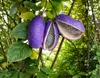 Akebia quinata, faux concombre/baie grimpante, hauteur 80 Voir les images du produit 1