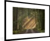 MuchoWow® MuchoWow® Gerahmtes Poster Wald - Baum - Weg Produktbild-Vorschau 1