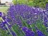 Stauden Gänge 3 x Lavandula angustifolia 'Essence Purple' - Produktbild-Vorschau 3