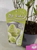 Hydrangea paniculata 'Skyfall', Rispenhortensie, 3 Liter Anteprima dell’immagine prodotto 4