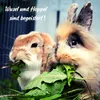Löwenzahn Samen für Kaninchen - Wildkräuter Saatgut als Produktbild-Vorschau 4