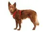 Postroj pre psov Ruffwear Front Range™ Náhľad obrázku produktu 5