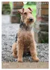 Welsh Terrier - viel Hund in kleiner Verpackung Produktbild-Vorschau 7