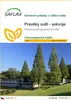 SAFLAX - Pravěký svět - sekvoje - Metasequoia Náhled obrázku produktu 1
