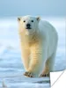 MuchoWow® Poster Eisbär - Jungtier - Schnee 120x160 cm - Produktbild-Vorschau 1