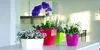 Four potted plants of different colors and types are arranged on a white surface, likely a table or shelf, in what appears to be an indoor setting with a blurred background of a kitchen or living area. Anteprima dell’immagine prodotto