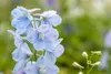 Delphinium Pacific 'Astolat', Rittersporn, rosa-lila, ca. Produktbild-Vorschau 4