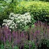 Salvia nemorosa 'Ostfriesland' – 9cm květináč – sada 12 Náhled obrázku produktu 6