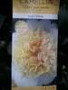 Camellia williamsii Jurys Yellow - Gelbblühende Kamelie Produktbild-Vorschau 2