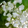 2er-Set - Wisteria Floribunda Alba - Blauregen Produktbild-Vorschau 3