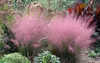 Stauden Gänge 5 x Muhlenbergia capillaris im 1 Liter Topf - Produktbild-Vorschau 4