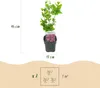 GreenboutiQ - Sträucher - Hibiscus syriacus Tricolour - Produktbild-Vorschau 3