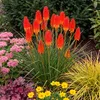 Stauden Gänge 3 x Kniphofia 'Papaya Popsicle' - Orangerote Produktbild-Vorschau 1