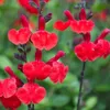 6 x Salvia micr.  - Salvia microphylla 'Royal Bumble'  | Anteprima dell’immagine prodotto 1