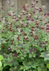 Geranium phaeum, Storchschnabel, violett, ca. 9x9 cm Topf Produktbild-Vorschau 3