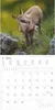 Alpha Edition - Tierbabys Kalender 2026 - Wandkalender Produktbild-Vorschau 14