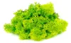 Islandmoos Grün 400g - Natürliches Bastelmoos für Produktbild-Vorschau 4