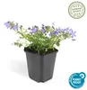 Skalníková trvalka - Zvonek - Campanula poscharskyana Náhled obrázku produktu 3
