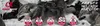 alpha spirit Dog Nourriture Complète Multiprotein 9kg Voir les images du produit 4