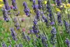 Lavandula int. 'Grosso' - Provence Lavendel Grosso - Produktbild-Vorschau 2