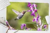 MuchoWow® Schreibtischunterlage Kolibri - Vogel - Natur Produktbild-Vorschau 5