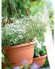 Hängender Blumentopf aus Terrakotta, 13 x 21 cm, 2 l, Produktbild-Vorschau 9