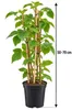 Brombeere ‘Loch Ness’ 50–70 cm – Stachelloser Produktbild-Vorschau 5