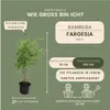 Plants by Frank | 6 Bambus Pflanzen | Fargesia Rufa | Produktbild-Vorschau 4