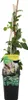 Bloomique - Lonicera Periclymenum - Wiciokrzew polny - Podgląd zdjęcia produktu 1