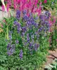 Aconitum napellus, Eisenhut, tiefblau, ca. 11x11 cm Topf Produktbild-Vorschau 9