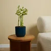 Bloomique - Zestaw 5 sztuk - Dracena Sanderiana - Bambus Podgląd zdjęcia produktu 2