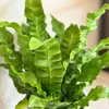 Fougère nid d'oiseau - Asplenium nidus 'Crispy Wave' - Voir les images du produit 3